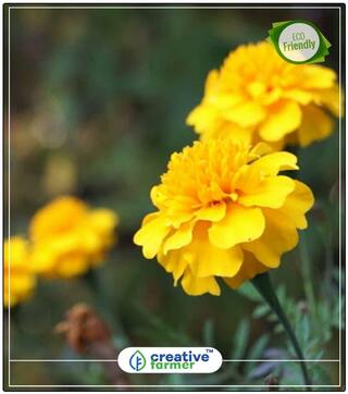 Marigold Flower Seeds Hybrid Yellow Gardening Seeds For Garden Perfect Home Garden Plant Seeds