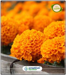 Marigold-Hawaii Orange Plant Seeds Organic Perfect Home Garden Plant Seeds