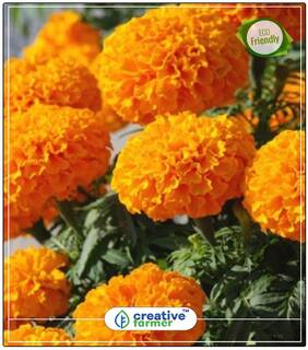 Marigold-Hawaii Orange Gardening Seeds All Season Perfect Home Garden Plant Seeds