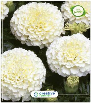 Marigold White Seeds Summer Seeds Flower Perfect Home Garden Plant Seeds