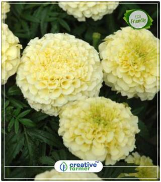 Marigold White Flower 10 Seeds Pack Plant Seeds For All Season Perfect Home Garden Plant Seeds