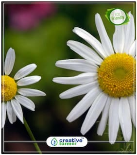Mayweed Summer Seeds For Home Garden Perfect Home Garden Plant Seeds