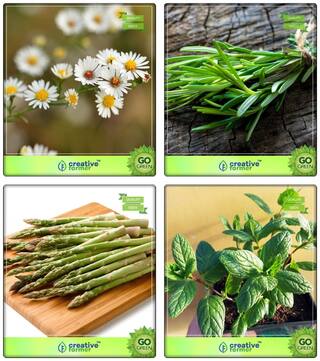 Medicinal Plant Seeds German Chamomille;Rosemary;Asparagus;Mint Herb Seeds Combo Pack