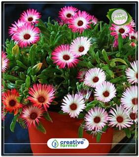 Mesembryanthemum Succulent Plant Seeds For Gardening Perfect Home Garden Plant Seeds