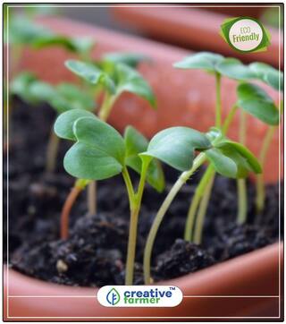 Microgreen Cress Seeds Asali Herb Seeds For Planting Perfect Home Garden Plant Seeds