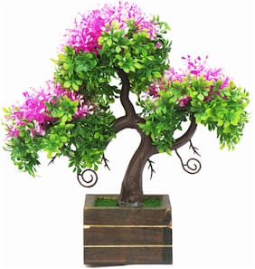 Buy Shop 360 Garden Spice Tree Seeds Myristica Fragrans Nutmeg Mace Javitri Jaifal Jaiphal Tree Seeds For Growing Pack Of 5 Grams Seeds Online At Low Prices In India Paytmmall Com