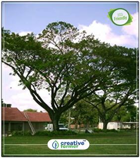 Monkey Pod Flowering Tree Seeds Perfect Home Garden Plant Seeds