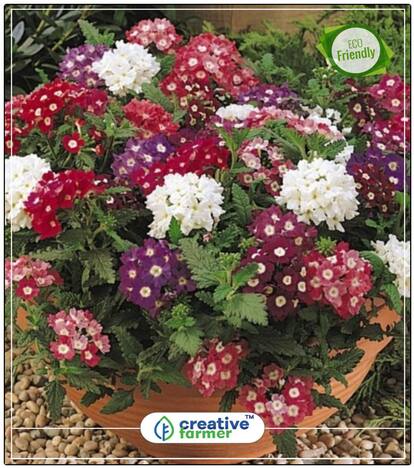 Mosquito Plant(Mosquito Repellent) Exotic Plants Perfect Home Garden Plant Seeds