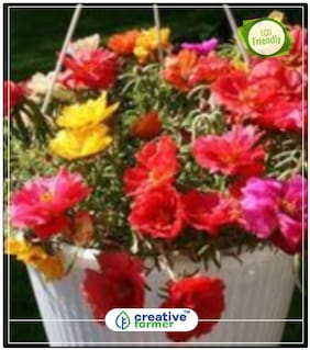 Moss Rose Plant Seeds Plants Perfect Home Garden Plant Seeds