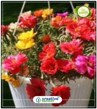 Moss Rose Plant Seeds Plants Perfect Home Garden Plant Seeds