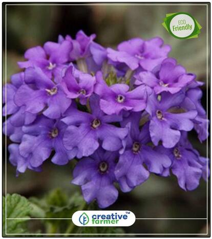 Multi-Colors Verbena Hanging Planters Blue Plant Seeds For All Season Perfect Home Garden Plant Seeds