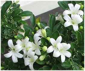Multi-Trunked Shrub Jasmine Flower Seeds - Strong scent of orange blossoms 10 Seeds by Creative Farmer