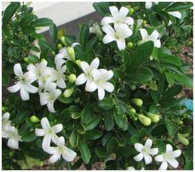Murraya Omphalocarpa Jasmine Seeds - tolerate semi-shade 10 Seeds by Creative Farmer