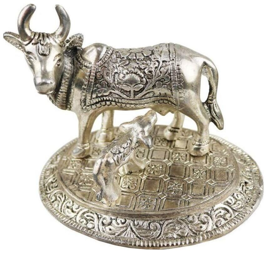 

N t P collection cow calf