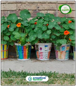 Nasturtium Climbing Seeds For Gardening Perfect Home Garden Plant Seeds