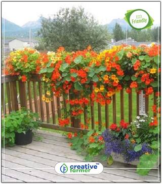 Nasturtium Dwarf Cherry Rose Flower Seeds Evergreen Perfect Home Garden Plant Seeds