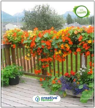 Nasturtium Home Depot Fence Plants Seeds For Mini Pots Perfect Home Garden Plant Seeds