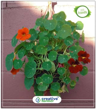 Nasturtiums In Baskets Plant Outdoor Seeds Perfect Home Garden Plant Seeds
