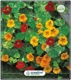 Nasturtiums Wall Climbing Flower Winter Seeds To Plant Perfect Home Garden Plant Seeds