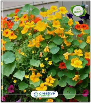 Nasturtiums Wall Climbing Flower Garden Plant Seeds Perfect Home Garden Plant Seeds