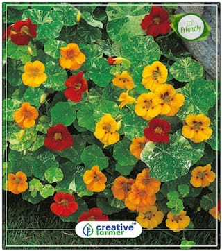 Nasturtiums - Cool-Season Annual Flowers Plant Seeds Low Price Perfect Home Garden Plant Seeds