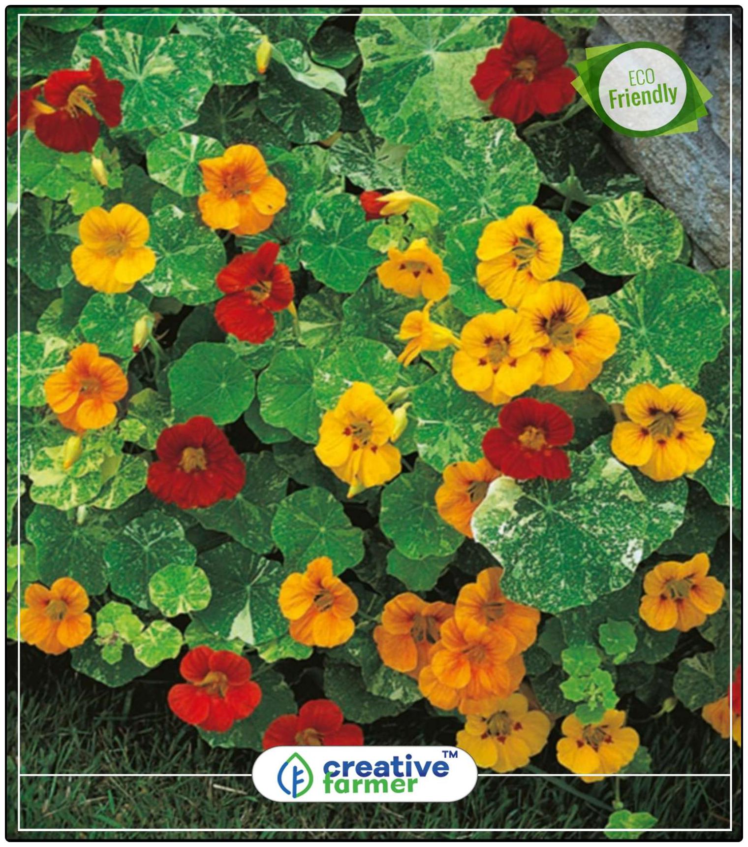 https://assetscdn1.paytm.com/images/catalog/product/H/HO/HOMNASTURTIUMS-CREA88747FEE5AE7F/1563036864652_0..jpg