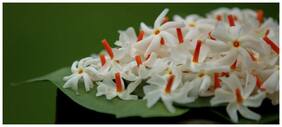 Natural Flower Seeds Shefali Winter Flower Seeds Seeds