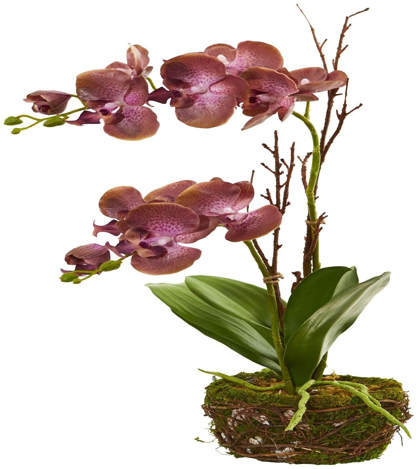 

Nearly Natural 23-inch Chocolate Phalaenopsis Orchid