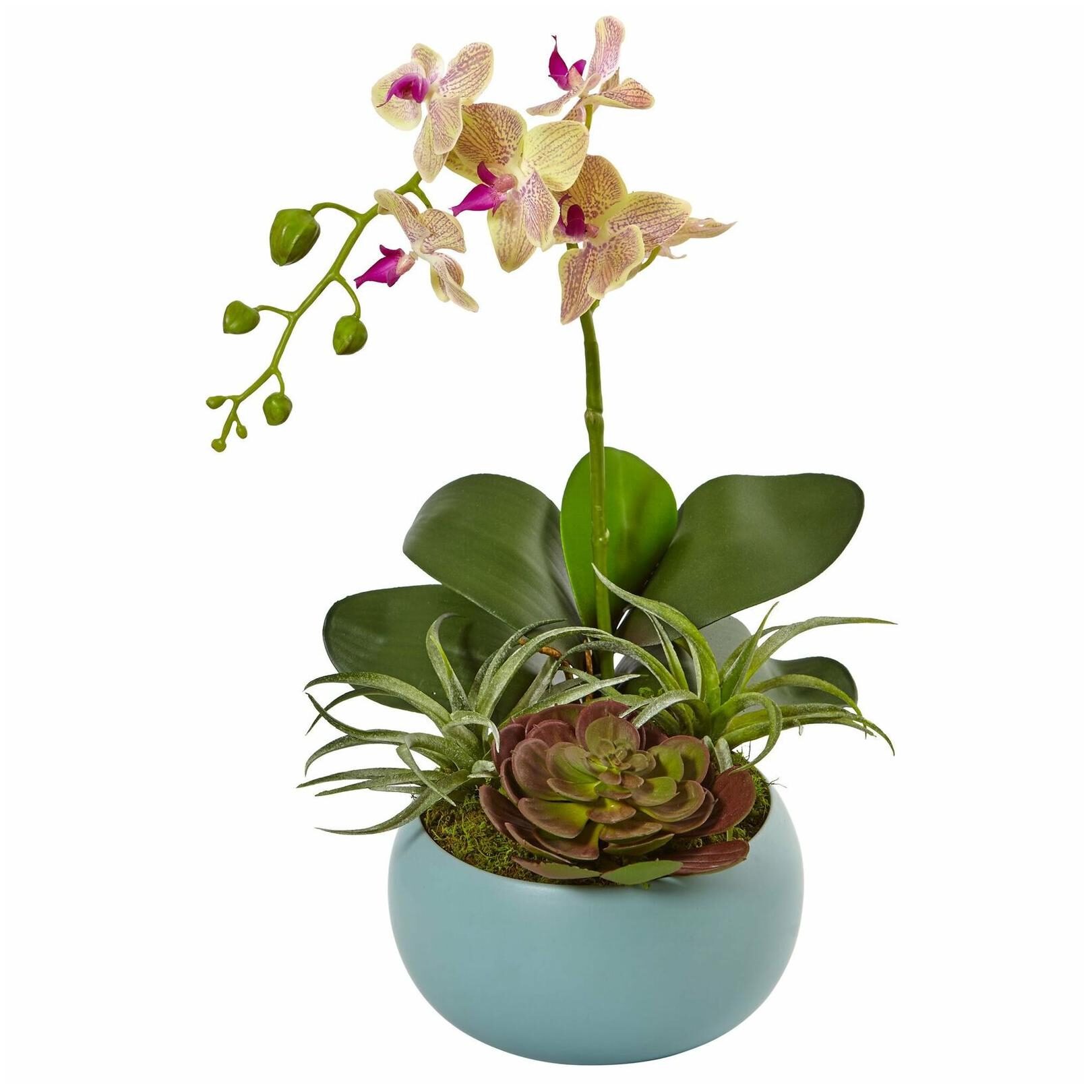 

Nearly Natural Phalaenopsis Orchid and Succulents in