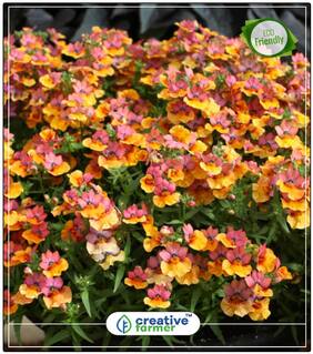 Nemesia Carnival Mixed Variety Flower Seeds Winter Perfect Home Garden Plant Seeds