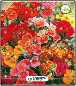 Nemesia Fizz Mix Flower Seeds Offer Perfect Home Garden Plant Seeds