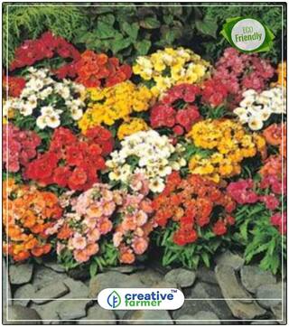 Nemesia Fully Mixed Plant Seeds For All Season Perfect Home Garden Plant Seeds