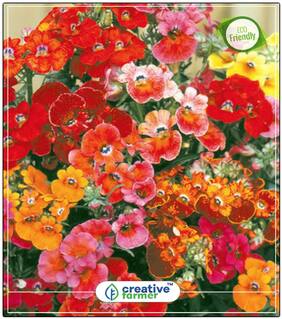 Nemesia - Orchid Like Flower Plant Seeds Mixed Colour Perfect Home Garden Plant Seeds