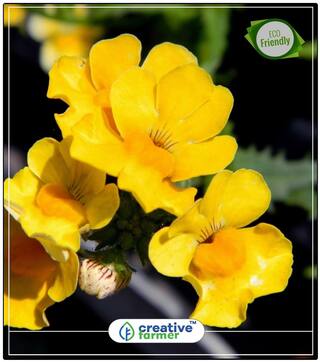 Nemesia Sundrops Mixed (Maxi Plugs) Ornamental Vegetable Seeds Perfect Home Garden Plant Seeds
