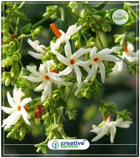 Night-Flowering Jasmine Flowering Plants Seeds Perfect Home Garden Plant Seeds