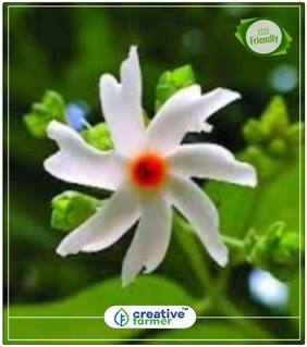 Night-Flowering Jasmine - Sweet Scented Flowers Flowering Plants Seeds Perfect Home Garden Plant Seeds