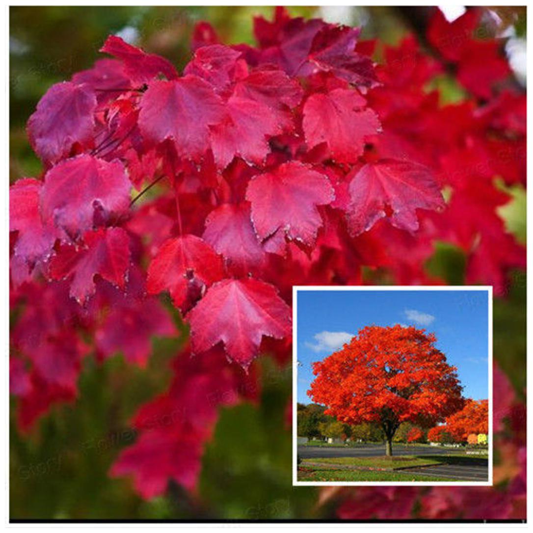Buy North American Maple Tree Seeds Sold By V Square Retail Online At Low Prices In India Paytmmall Com