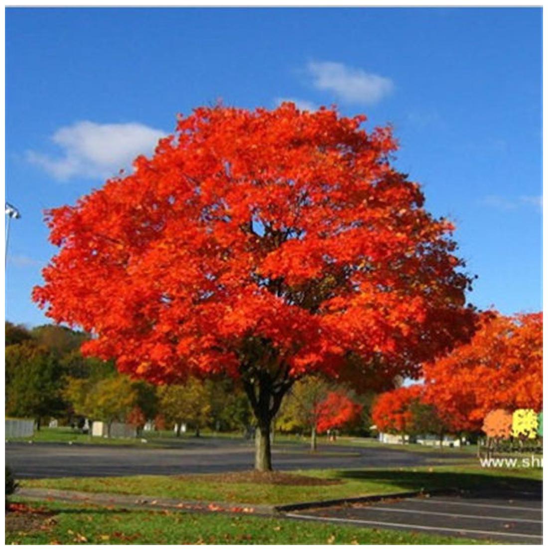 Buy North American Maple Tree Seeds Sold By V Square Retail Online At Low Prices In India Paytmmall Com