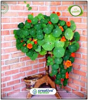 Nose-Twister Plants Seeds For Home Perfect Home Garden Plant Seeds