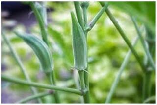 Okra Seeds - Vegetable Seeds - Vegetable Seeds For Kitchen Garden : Kitchen Garden Pack by Creative Farmer