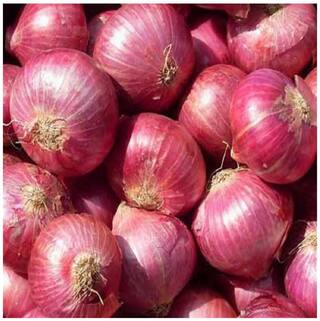 Wallpaper Buy Onion Seeds Pack Of 100 Online At Low Prices In India For Free