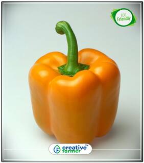 Orange Colour Capsicum Ornamental Vegetable Seeds Perfect Home Garden Plant Seeds