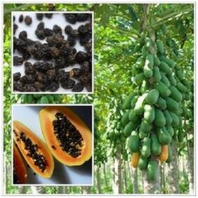 Orange Flesh Papaya Seeds For Home Garden Fruit Seeds Garden Pack By Creative Farmer
