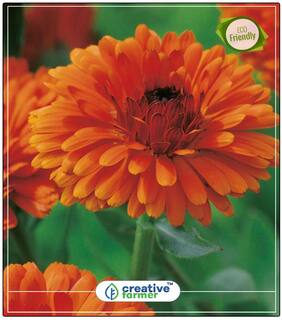 Orange Pot Marigold (Dwarf) Plant Seeds Low Price Perfect Home Garden Plant Seeds