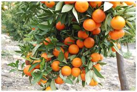 Orange Tree Fruit Seeds Fruit Seed For Terrace Garden Fruit Seeds Garden Pack By Creative Farmer