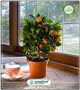 Orange Tree Fruit Seeds Fruit Seed For Terrace Garden Fruit Seeds Garden Pack Fruit Bonsai Seeds Perfect Home Garden Plant Seeds