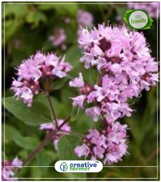Oregano Herb Seeds For Kitchen Garden Perfect Home Garden Plant Seeds