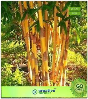 Organic Bamboo Seeds Suitabe To Grow In Gardens;Near Swimming Pools;Lawns Bamboo Seeds Premium Kitchen Garden Plant Seeds