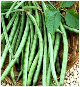Organic Cowpea Seeds - Lobia Beans For Gardening-40 Seeds by Creative Farmer