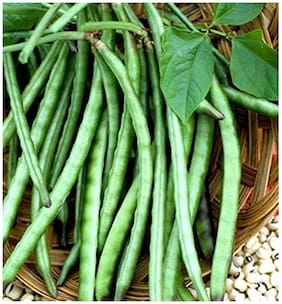 Organic Cowpea Seeds - Lobia Beans For Gardening-40 Seeds by Creative Farmer